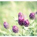 Violet flower photography, dreamy nature 8x10 print, summer wall decor, shabby chic, green, grass, meadow, garden