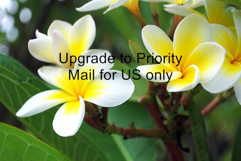Priority Mail Upgrade for United States only