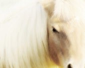 Horse Photography, Horse Art, White Horse Photo, Nursery Wall Art, Picture of a Pony, Little Girl's Room Art, Equestrian 8x10 Horse Print