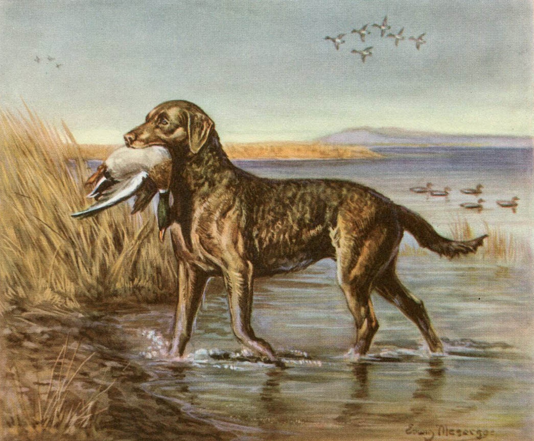 Chesapeake Bay Retriever Vintage Illustration - Edwin Megargee - 1940s Original Page - Duck Hunting