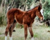Horse Photography-  "My New Long Legs - No. 1" - Nature Photography colt animal Photo fine art equine, Photo - 8x10 Print