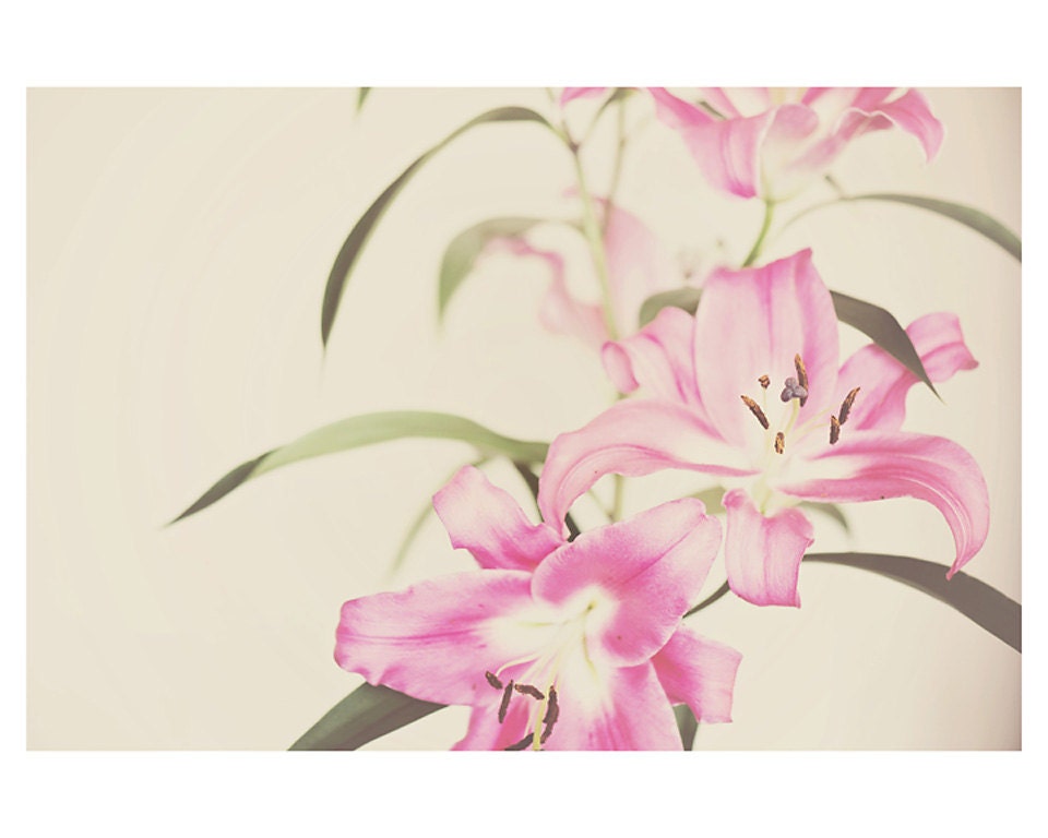 pink lily color photo print - whimsical fine art still life photography, simplicity, bloom, petal, beauty, enchanting - 10x8