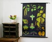Vintage Botanical Chart, Hazel Tree, Jung Koch Quentell