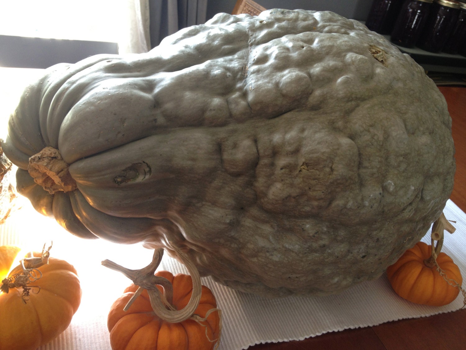 Organic Heirloom Blue Hubbard Squash Seeds
