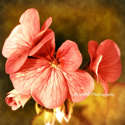 For You-02 Flower 8"x8" Fine Art Wall Decor Photograph For Modern Cafe Bar Pub Hotel Restaurant Nursey Home Office
