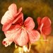 For You-02 Flower 8"x8" Fine Art Wall Decor Photograph For Modern Cafe Bar Pub Hotel Restaurant Nursey Home Office