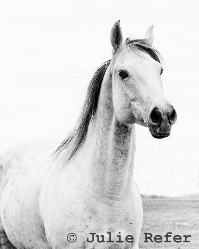 Horse Photography Black and White Horse Photo