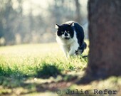 Cat Photo Feline Photography Cat Picture