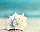 Large Beach Photography 30x30 - seashell wall art aqua blue white cream beige sea shell coastal print nautical large wall decor - "Paradise"