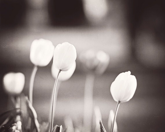 Black and White Tulip Photography - flower dark grey gray nature floral wall art neutral modern brown cream - 8x10 Print, "A Tulip's Tale"