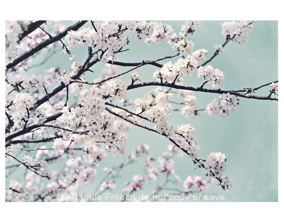 Blossom, Aqua, White, Whimsical, shabby, Vintage, 7x5" Fine art Photography