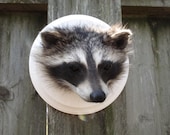 Taxidermy Raccoon Head on white panel weird odd oddity curio bizarre fur