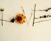 Whimsical spring love photograph- floral, botanical, dried flowers, girly, nursery decor, fine art photography, 8x10 print