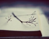 Bontanical book photograph- blue, woodland, white, romantic, stem, twig, dreamy,  minimalist, still life, fine art photography 8x10 print
