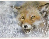 Postcard Illustration (Fox) - 1989