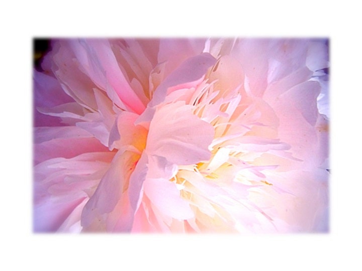 Flower Photography Pale Pink Peony Macro Close Focus white dreamy light infused ethereal