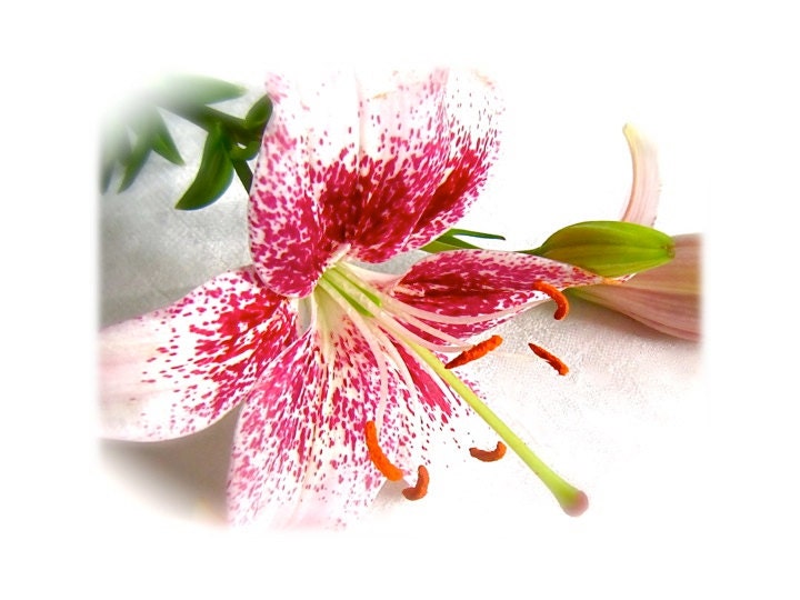 Flower Botanical Photography 'Pink Oriental Lily' pastel pink yellow  green lime magenta fuchsia white green macro close focus.