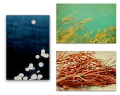 beach art, nature art, print set, coral, seaweed, ocean, natural history, mermaid, nautical - Washed Up, set three 16x24 photographs