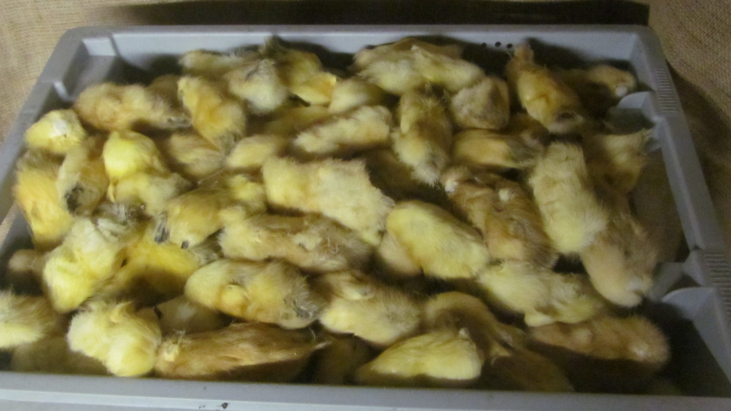 Duckling down material for art & craft Ducklings feathers