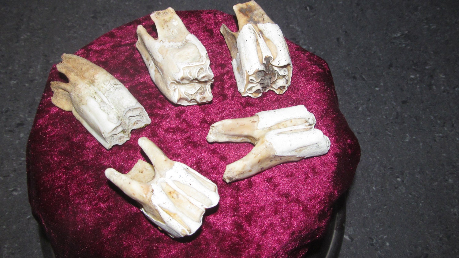 Horse Tooth Taxidermy HUGE Teeth for Curiosity / Wunderkammer