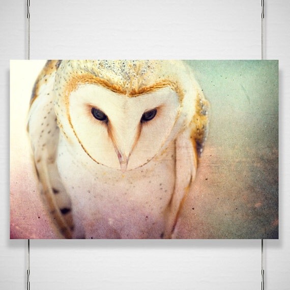 Barn Owl Photo - 8x12 Photograph - Owl Art Print - Owl Photograph - dreamy fairy tale forest woodland 'A Little Bit Lost'