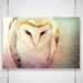 Barn Owl Photo - 8x12 Photograph - Owl Art Print - Owl Photograph - dreamy fairy tale forest woodland 'A Little Bit Lost'