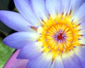 Purple Waterlily Fine Art Photography 11x14, Nature Photography, garden, floral wall decor, 11x14, gorgeous nature print, home decor, macro