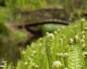 Curly fern, Spring home decor, dreamy bridge, garden photo, fresh spring, 10 x 7.5, Giclee print - titled: Impressions
