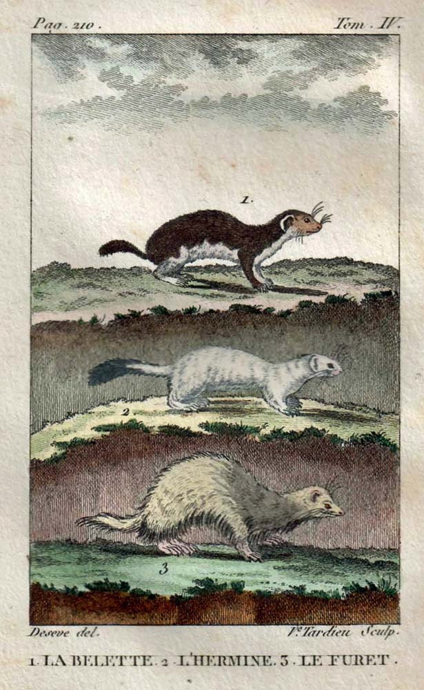 Weasels Hand Colored  Engraving: Ferret, Stoat and Least Weasel,  Buffon 1802 Vintage Art