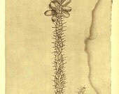 Botanical Sketch Plant of Maranhao Brazil by Frei Cristovao de Lisboa
