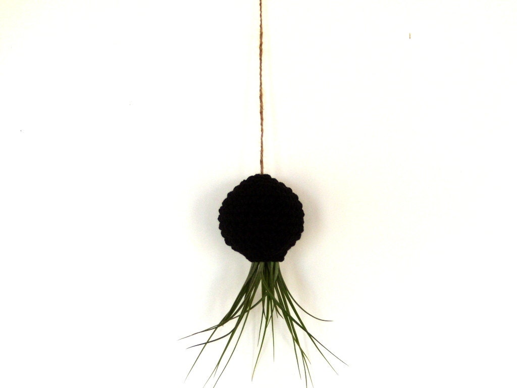 Black Hanging Air Plant Container Pod with Stricta Air Plant