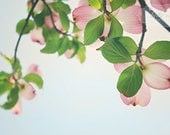 Fresh- Pink Dogwood Flowers Photograph- Flower Photography- Nature Photography- Pink Blue Green- Floral Art- 8x12 Fine Art Print