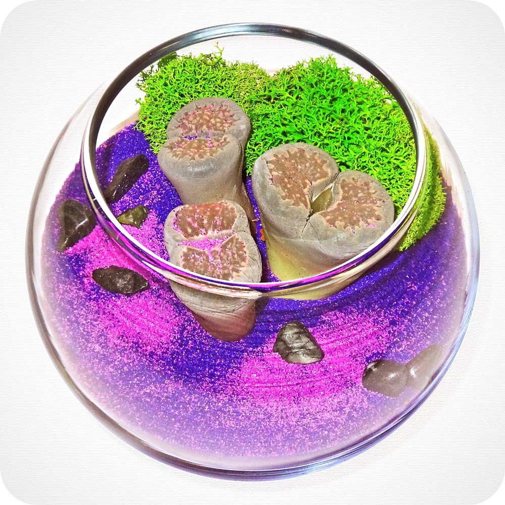 WACKADOODLE mini terrarium - cacti, zen garden, party favor, home decor, feng shui terrarium, mothers day gifts, mothers day