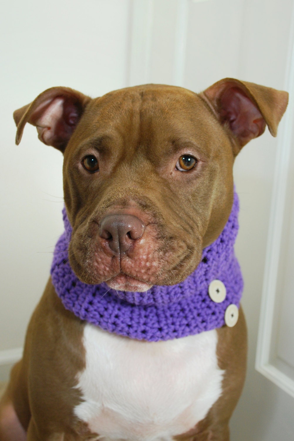 Dog Cowl Crochet Lavender for Large Dogs