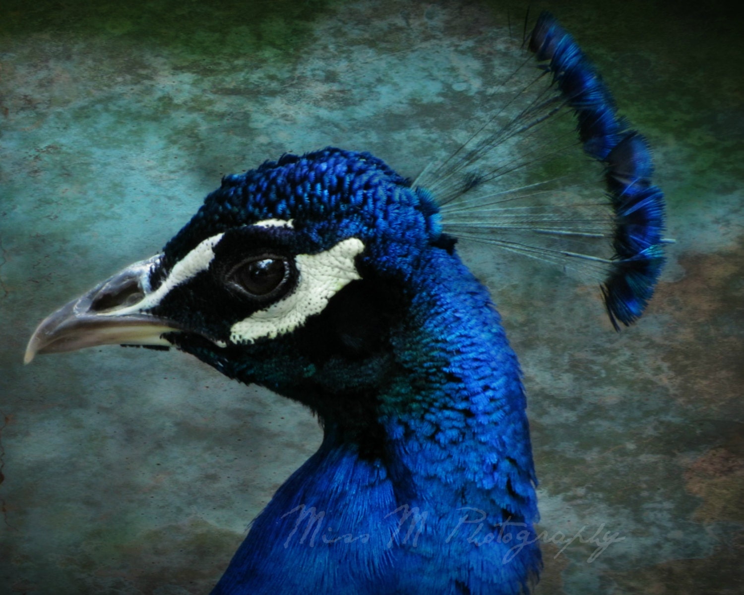 Peacock, Blue, Turquoise, Navy, Teal, Aqua, Nature, Home Decor, Fine Art Photograph, 8x10 Print