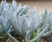 Mini Blue Chalk Sticks Succulents
