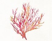 No. 3 Sea Coral  / Red / Pink / Yellow Ochre / Watercolor