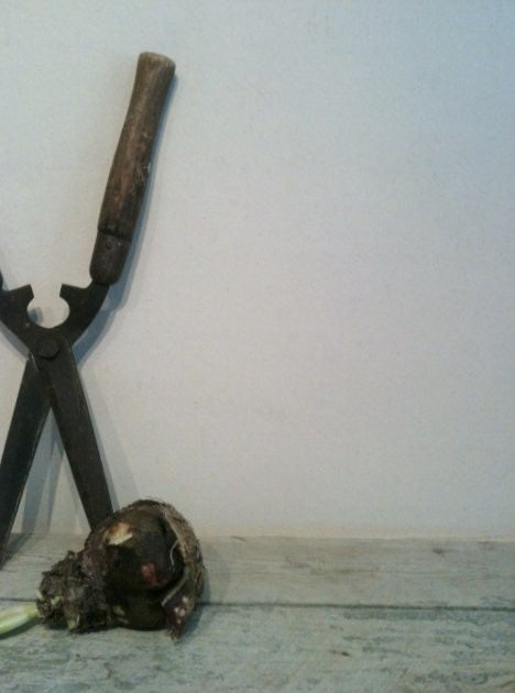 Large Antique Garden Clippers