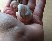 Ooak sleeping polymer clay bat baby Drake
