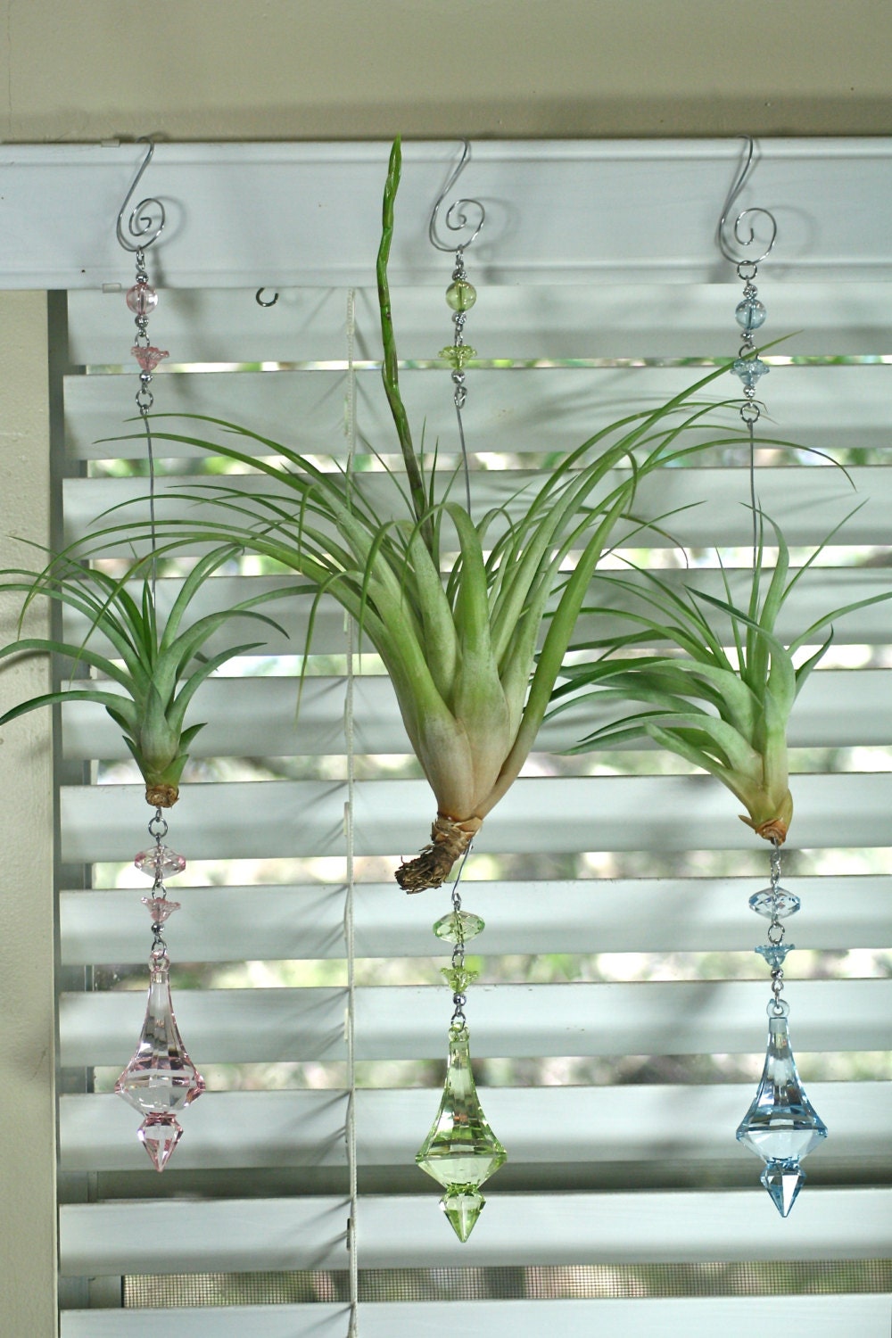 Colossal Air Plant Ornament For Home or Office  For Her   Unique Natural Gift Under 30 Patio Decor Hanging Plant