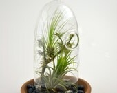 Tillandsia Cloche