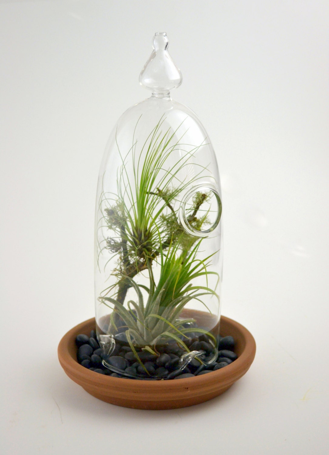 Tillandsia Cloche