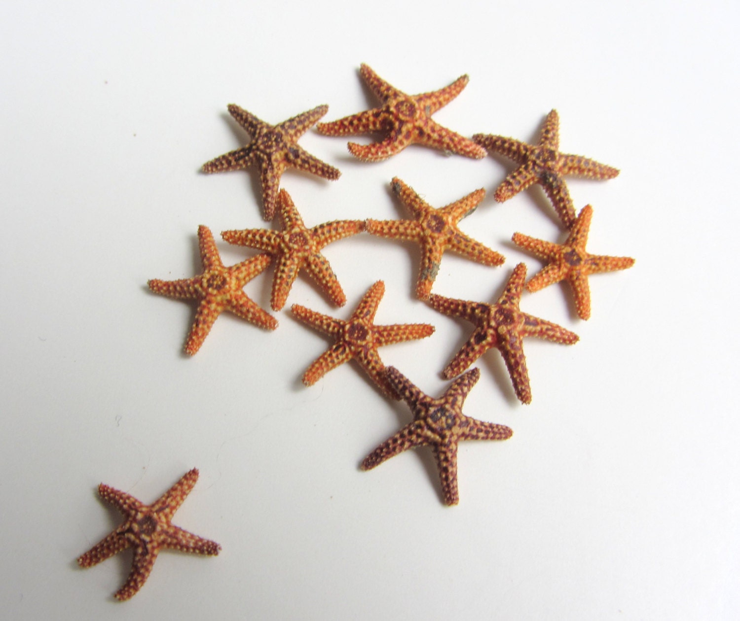 Small Starfish - 6 pcs. - FREE SHIPPING