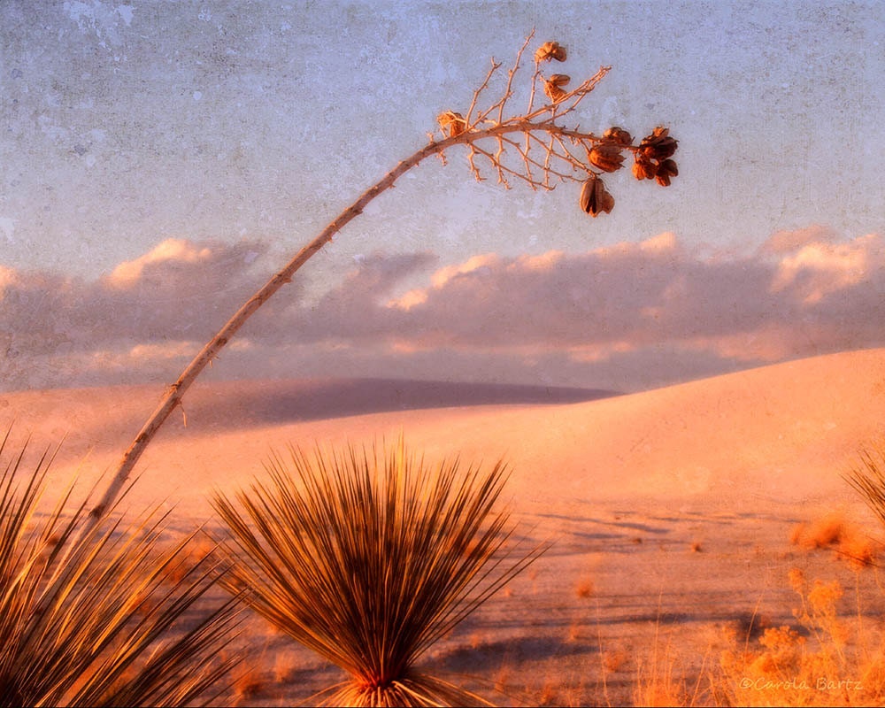 White Sands National Monument at Sunset Photograph 8x10 Fine Art Print