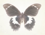 Butterfly Photo 8x10, Nature Photography, White Brown Wall Art, Neutral Butterfly Still Life, Etymology Print, Moth Photograph