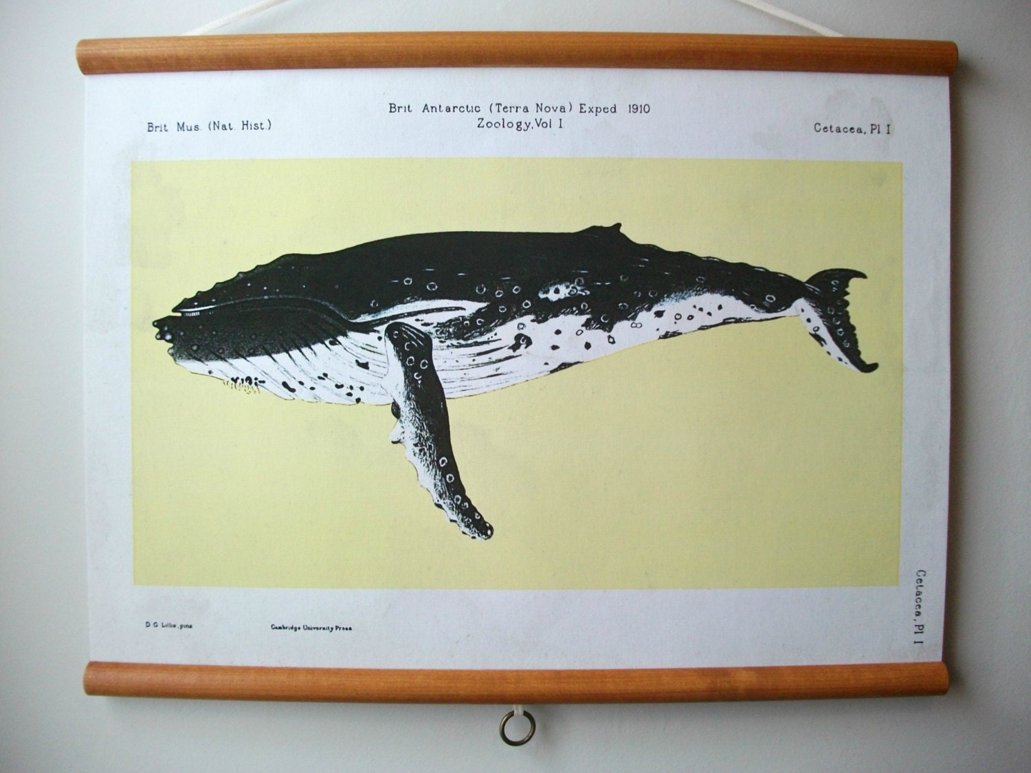 Canvas Vintage Style School Science Chart with Wood Trim  - Whale (24"x18")