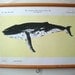 Canvas Vintage Style School Science Chart with Wood Trim  - Whale (24"x18")