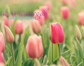 8x10 Pink Tulips - Fine Art Photography