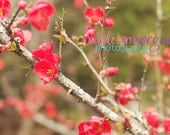 Japanese Quince - 8x10 Fine Art Photo