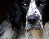A4 Print - Springer Spaniel